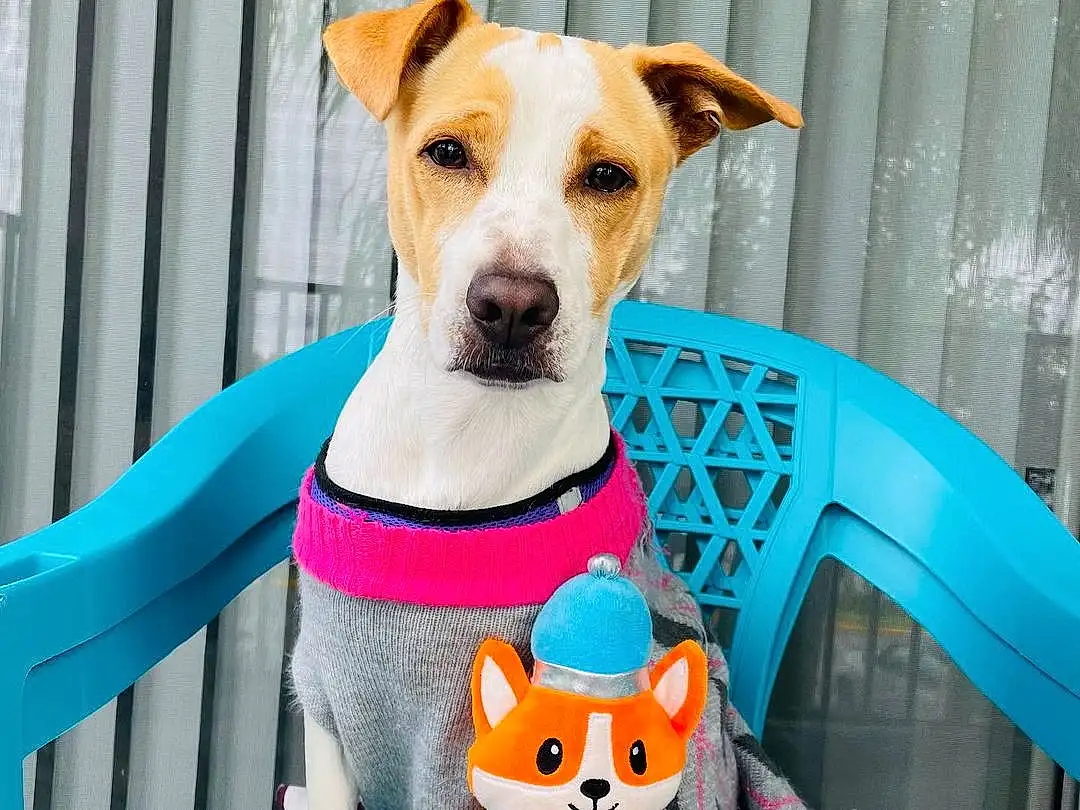 Dog, Dog Supply, Blue, Carnivore, Collar, Pet Supply, Dog breed, Pink, Dog Clothes, Fawn, Companion dog, Dog Collar, Working Animal, Tail, Drinkware, Toy, Terrier, Whiskers, Stuffed Toy