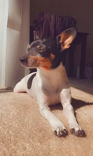 Name Toy Fox Terrier Dog Pepper