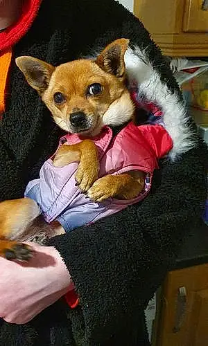 Name Chihuahua Dog Ruby