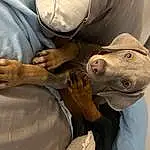 Dog, Gesture, Working Animal, Fawn, Comfort, Carnivore, Snout, Recreation, Fish, Wrinkle, Human Leg, Terrestrial Animal, Sculpture, Fashion Accessory, Wrist, Personal Protective Equipment, Elbow, Foot