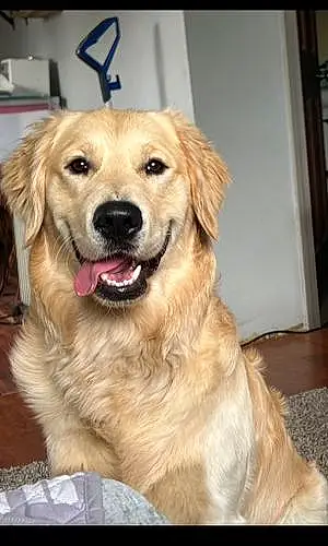 Name Golden Retriever Dog Chase