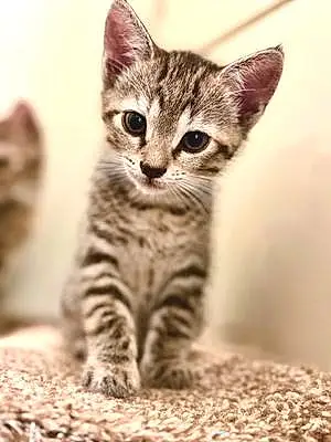 Name Tabby Cat Jynx