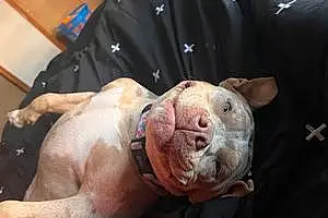 Pitt Bull Terrier Dog Clove