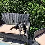Shade, Outdoor Furniture, Dog, Carnivore, Grass, Plant, Leisure, Tints And Shades, Companion dog, Comfort, Road Surface, Lawn, Dog breed, Wood, Tail, Metal, Mesh, Recreation, Sitting