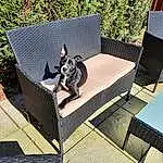 Dog, Furniture, Dog breed, Carnivore, Outdoor Furniture, Rectangle, Grey, Fawn, Grass, Companion dog, Pet Supply, Leisure, Couch, Tints And Shades, Chair, Wood, Working Animal, Living Room