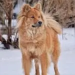 Dog, Snow, Dog breed, Carnivore, Companion dog, Fawn, Terrestrial Animal, Snout, Winter, Whiskers, Canidae, Furry friends, Liver, Freezing, Tail, Working Animal, Working Dog, Ancient Dog Breeds