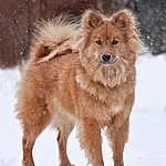 Snow, Dog, Carnivore, Dog breed, Fawn, Companion dog, Liver, Working Animal, Whiskers, Terrestrial Animal, Snout, Tail, Winter, Furry friends, Canidae, Ancient Dog Breeds, Working Dog, Non-sporting Group