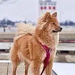 Dog, Dog breed, Carnivore, Collar, Companion dog, Fawn, Snout, Snow, Canidae, Tail, Working Animal, Pet Supply, Furry friends, Dog Supply, Sky, Winter, Working Dog, Ancient Dog Breeds
