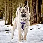 Dog, Dog breed, Carnivore, Collar, Snow, Fawn, Companion dog, Tree, Snout, Dog Supply, Working Animal, Winter, Canidae, Pet Supply, Canis, Freezing, Dog Collar, Electric Blue, Terrestrial Animal