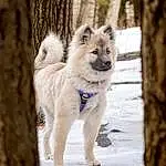 Dog, Snow, Carnivore, Dog breed, Fawn, Snout, Companion dog, Tree, Tail, Freezing, Winter, Collar, Canidae, Furry friends, Electric Blue, Canis, Working Dog, Working Animal