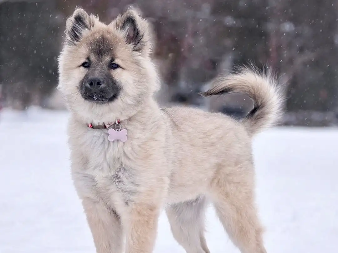 Dog, Snow, Dog breed, Carnivore, Companion dog, Snout, Winter, Working Animal, Terrestrial Animal, Tail, Furry friends, Working Dog, Ancient Dog Breeds, Canidae, Non-sporting Group