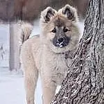 Dog, Snow, Carnivore, Dog breed, Tree, Terrestrial Animal, Snout, Winter, Wood, Tail, Furry friends, Canidae, Twig, Freezing, Canis, Trunk, Wolf