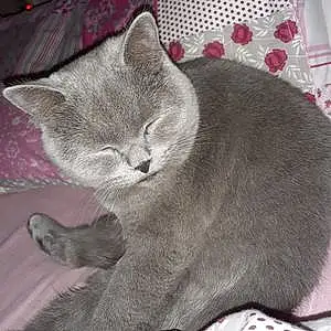 British Shorthair Cat Holly Mae