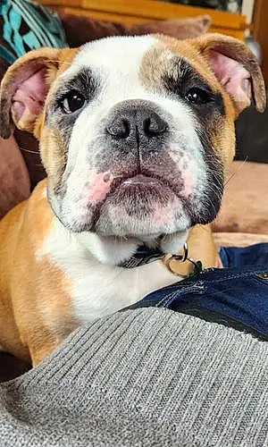 Bulldog Dog Winston