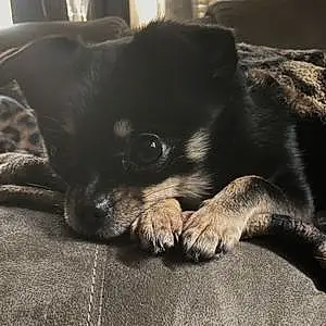 Name Pomeranian Dog Fluffy