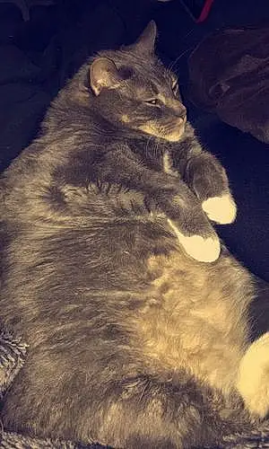 Name Tabby Cat Fatty