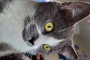 Name American Shorthair Cat Gracie