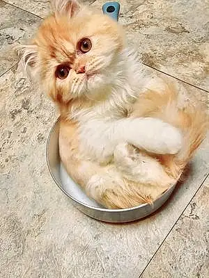Name Persian Cat ànna