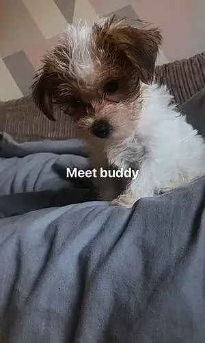 Name Dog Bubby