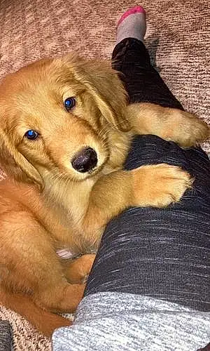 Firstname Golden Retriever Dog Apollo