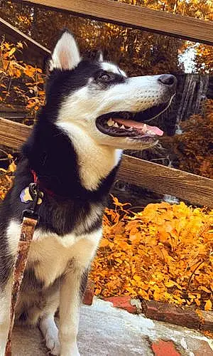 Alaskan Malamute Dog Siris