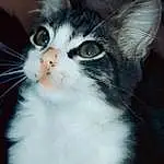 Cat, Eyes, Felidae, Carnivore, Small To Medium-sized Cats, Whiskers, Iris, Snout, Furry friends, Window, Domestic Short-haired Cat, Black & White, Tail