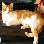 Cat, Whiskers, Fauna, Domestic short-haired cat, European Shorthair, Aegean cat, Furniture, Kitten, Tabby cat