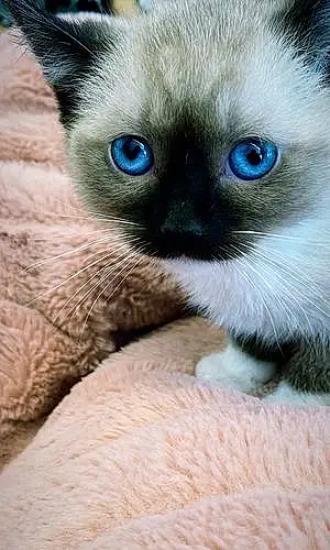 Name Snowshoe Cat Gwen