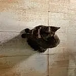 Cat, Wood, Carnivore, Grey, Felidae, Dog breed, Tints And Shades, Whiskers, Small To Medium-sized Cats, Tail, Hardwood, Terrestrial Animal, Black cats, Domestic Short-haired Cat, Furry friends, Art, Shadow, Visual Arts