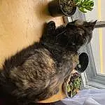 Felidae, Plant, Carnivore, Small To Medium-sized Cats, Dog breed, Ear, Fawn, Snout, Cat, Window, Whiskers, Tail, Comfort, Furry friends, Houseplant, Domestic Short-haired Cat, Claw, Flowerpot, Paw