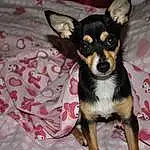Dog, Dog breed, Chihuahua, Pražský Krysařík, Puppy, Russkiy Toy, Snout, English Toy Terrier, Miniature Fox Terrier, Pinscher, Toy Fox Terrier, Corgi Chihuahua, Vulnerable Native Breeds, Toy Dog