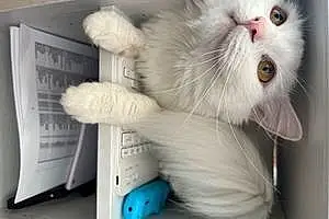 Name Turkish Angora Cat Gizmo