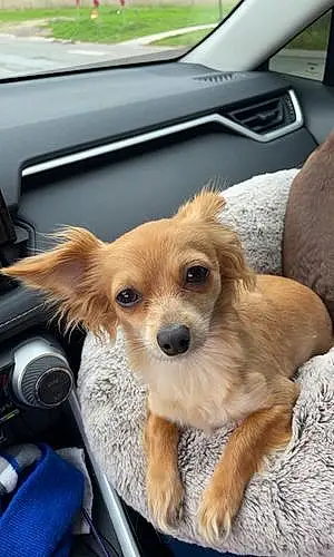 Name Chihuahua Dog Buckley