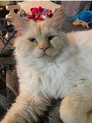 Name Ragdoll Cat Frosty
