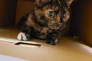 Name American Shorthair Cat Kit-kat