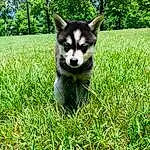 Dog, Plant, Carnivore, Dog breed, Tree, Whiskers, Companion dog, Grass, Groundcover, Tail, Terrestrial Animal, Snout, Lawn, Working Animal, Canidae, Sled Dog, Canis, Working Dog