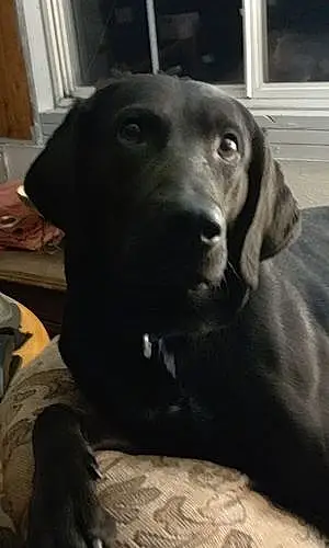 Name Labrador Retriever Dog Abe