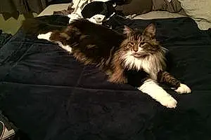 Name Maine Coon Cat Hobbes