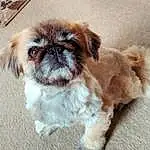 Dog, Carnivore, Dog breed, Liver, Companion dog, Shih Tzu, Fawn, Toy Dog, Snout, Canidae, Terrestrial Animal, Furry friends, Whiskers, Dog Supply, Maltepoo, Biting, Working Animal, Puppy, Non-sporting Group