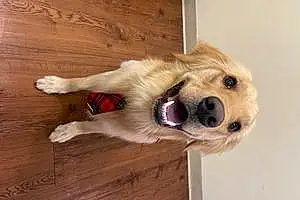 Name Golden Retriever Dog Dolce