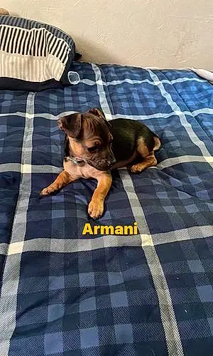 Name Dog Armani