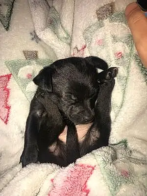 Name Chihuahua Dog Doobie
