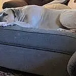 Dog, Comfort, Carnivore, Grey, Fawn, Tints And Shades, Companion dog, Dog Supply, Couch, Automotive Design, Dog breed, Linens, Personal Luxury Car, Vehicle Door, Vehicle, Wood, Car Seat, Nap, Bedding