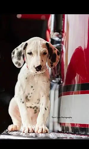 Name Dalmatian Dog Casey
