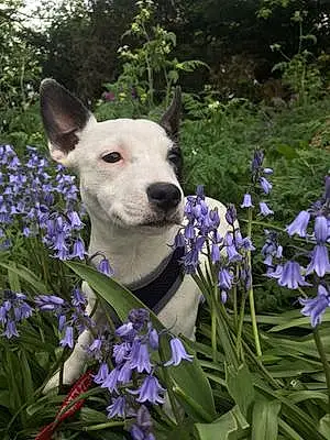 Name Staffordshire Bull Terrier Dog Keeva