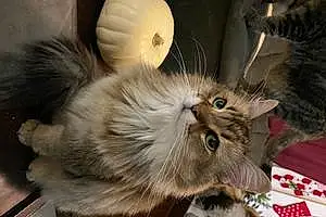 Name Maine Coon Cat Lavender