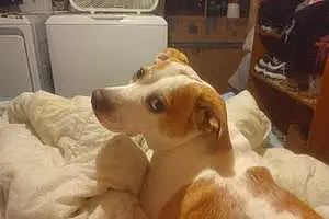 Name Beagle Dog Bo