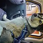 Vehicle, Car, Dog, Vroom Vroom, Carnivore, Dog breed, Mode Of Transport, Fawn, Companion dog, Window, Vehicle Door, Steering Wheel, Automotive Exterior, Snout, Steering Part, Car Seat, Auto Part, Automotive Design, Car Seat Cover, Collar