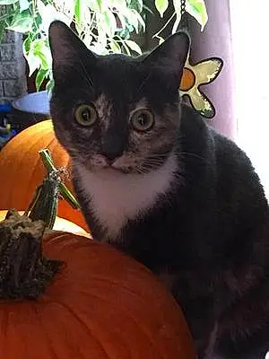  Other Cat Pumpkin