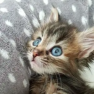 Name Cat Eliza